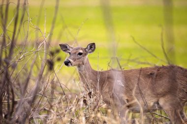 Ak kuyruklu geyik Odocoileus virginianus için gıda hayvanlar için yem