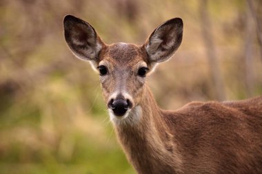 Ak kuyruklu geyik Odocoileus virginianus için gıda hayvanlar için yem