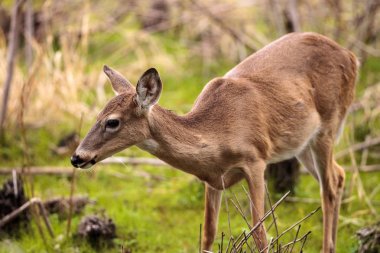 White-tailed deer Odocoileus virginianus forages for food clipart