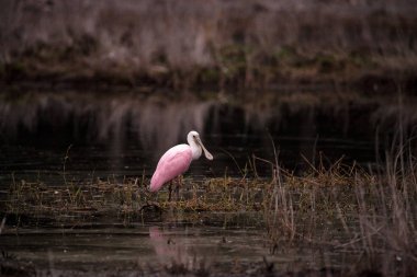 Pembe kaşıkçı su kuşları yürüyen kuş Platalea ajaja denilen