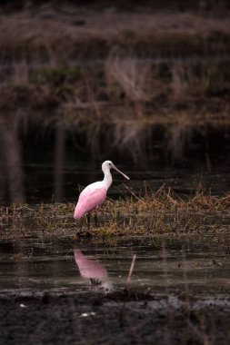 Pembe kaşıkçı su kuşları yürüyen kuş Platalea ajaja denilen