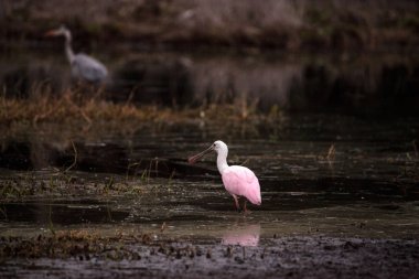 Pembe kaşıkçı su kuşları yürüyen kuş Platalea ajaja denilen