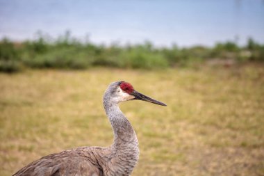 Sandhill crane kuş Grus canadensis
