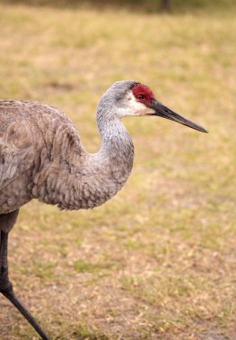 Sandhill crane kuş Grus canadensis