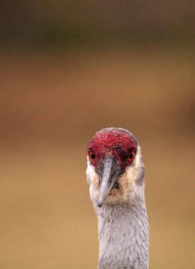 Sandhill crane kuş Grus canadensis