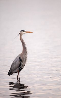 Büyük mavi balıkçıl Ardea herodias sulak