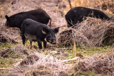 Wild pigs Sus scrofa forage for food in the wetland clipart