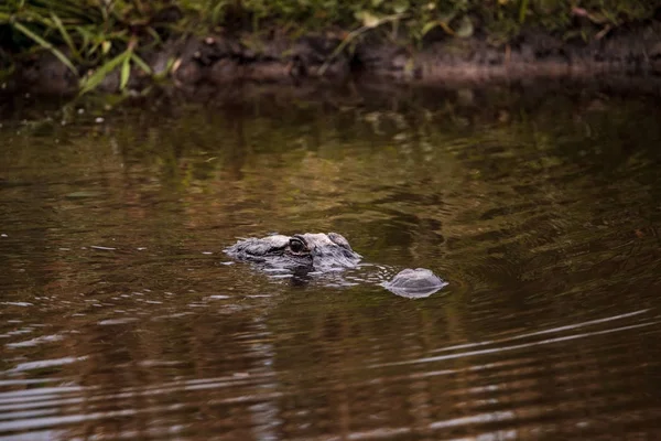 Großer bedrohlicher amerikanischer Alligator Mississippiensis — Stockfoto