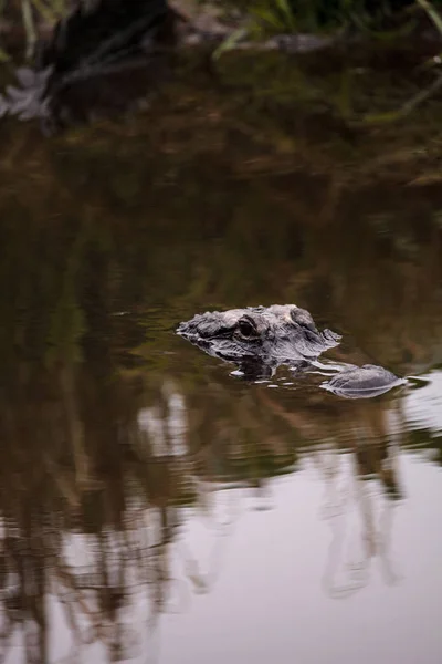 Gran amenazante cocodrilo americano Alligator mississippiensis — Foto de Stock