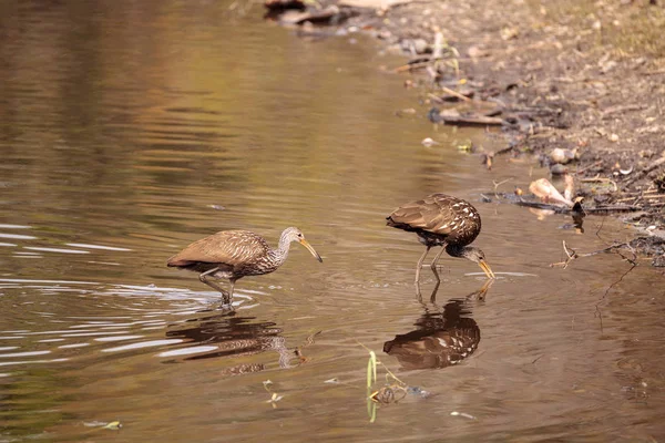 Großer bedrohlicher amerikanischer Alligator Mississippiensis — Stockfoto