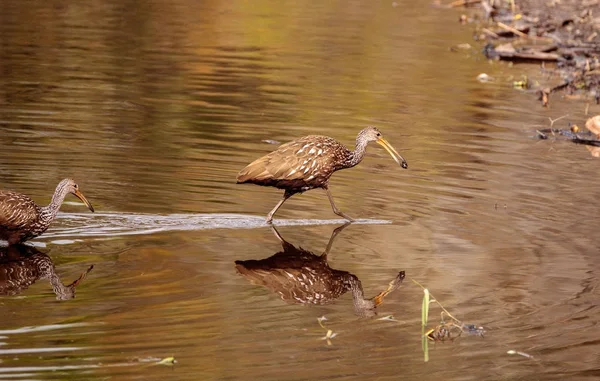 Limpkin wading птах Aramus guarauna — стокове фото