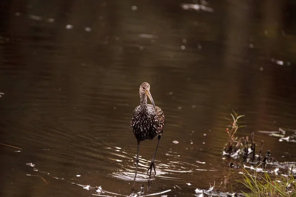 Aramus guarauna vadear el pájaro Aramus guarauna — Foto de Stock