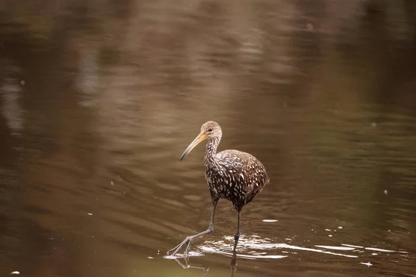 Pássaro-de-limpkin Aramus guarauna — Fotografia de Stock