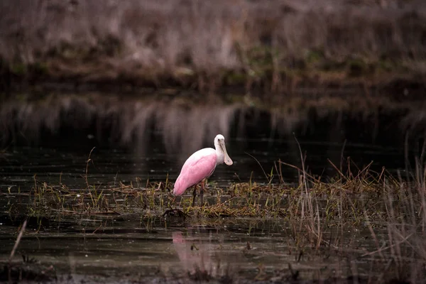 Rosenlöffel Wasservögel Watvogel genannt platalea ajaja — Stockfoto