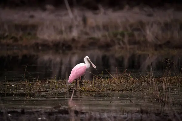 Rosenlöffel Wasservögel Watvogel genannt platalea ajaja — Stockfoto