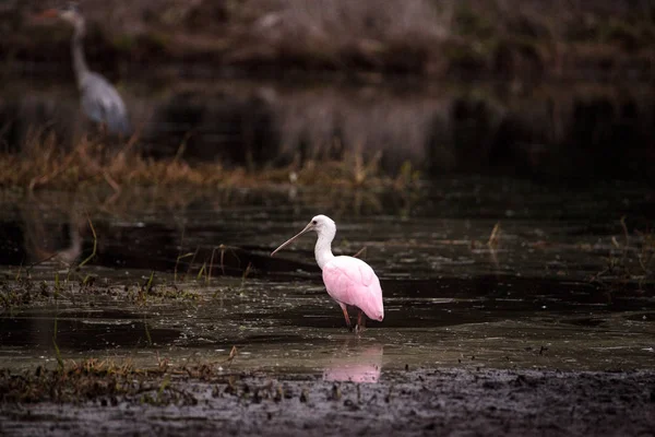 Uccello striato di palamita di palamita di palamita di palamita di palamita di rosa chiamato Platalea ajaja — Foto Stock