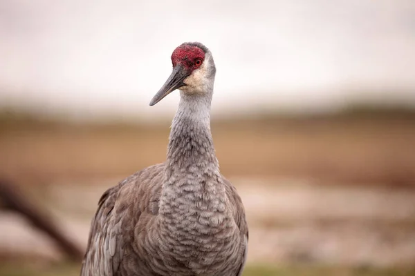 Ptak Żuraw kanadyjski Grus canadensis — Zdjęcie stockowe