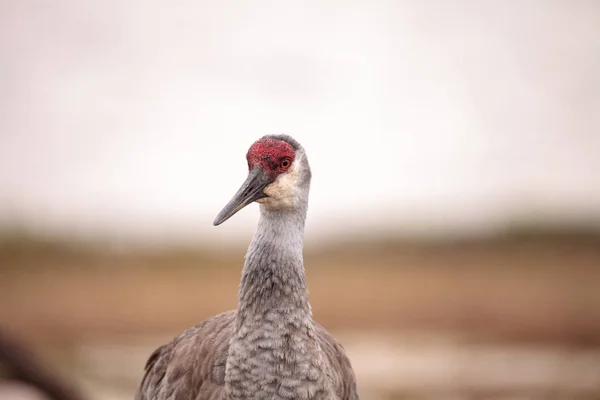Sandhügelkranich-Vogel Grus canadensis — Stockfoto