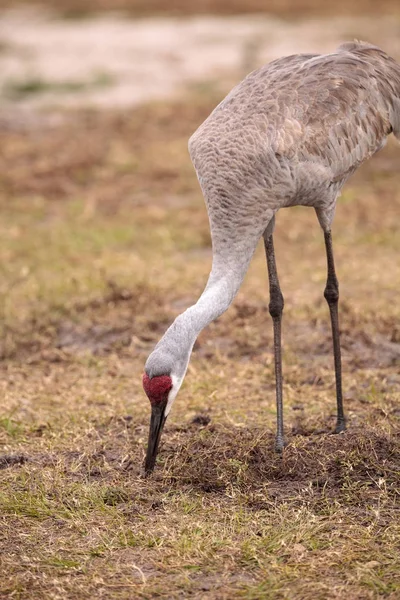 Pájaro grulla grulla Grus canadensis — Foto de Stock