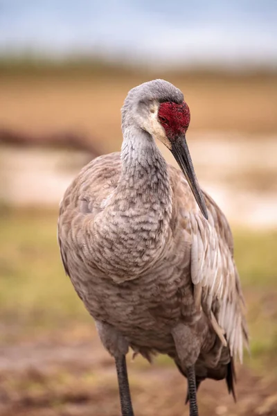 Pájaro grulla grulla Grus canadensis — Foto de Stock