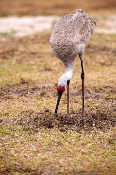 Ptak Żuraw kanadyjski Grus canadensis — Zdjęcie stockowe