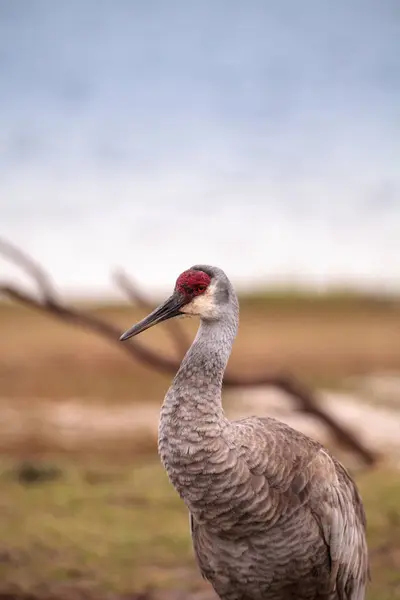 Pájaro grulla grulla Grus canadensis — Foto de Stock