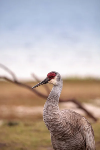Sandhill crane kuş Grus canadensis — Stok fotoğraf