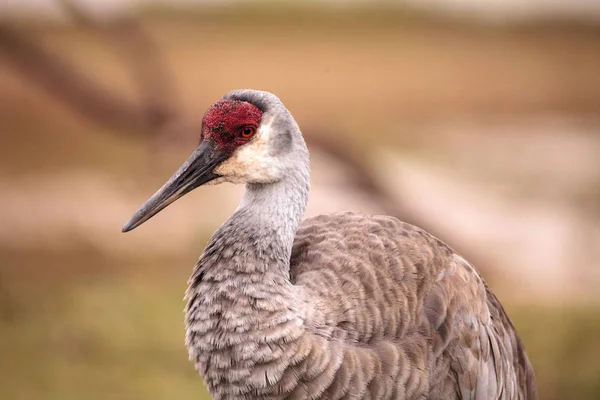 Ptak Żuraw kanadyjski Grus canadensis — Zdjęcie stockowe