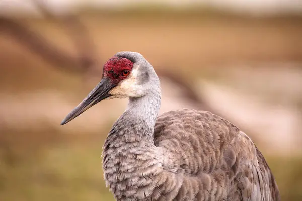 Grue du Canada Grus canadensis — Photo