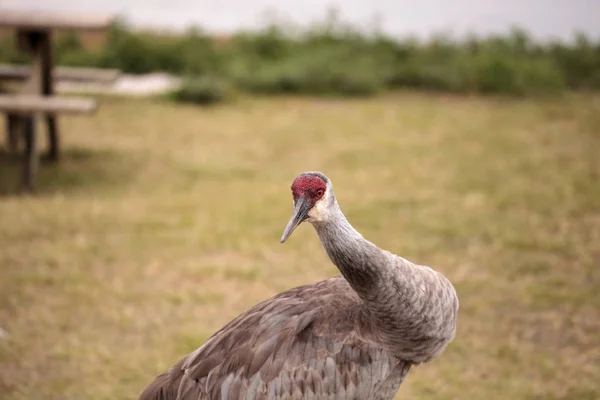 Ptak Żuraw kanadyjski Grus canadensis — Zdjęcie stockowe