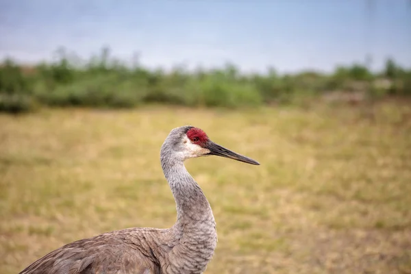 Pássaro-guindaste Grus canadensis — Fotografia de Stock