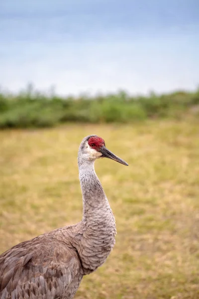 Pájaro grulla grulla Grus canadensis — Foto de Stock