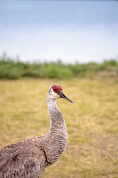 Pájaro grulla grulla Grus canadensis — Foto de Stock