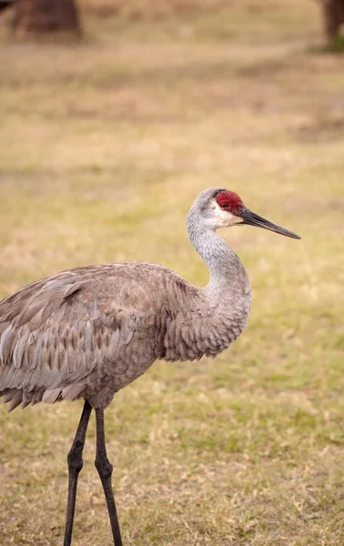 Pájaro grulla grulla Grus canadensis — Foto de Stock