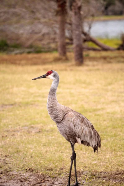 Pájaro grulla grulla Grus canadensis — Foto de Stock