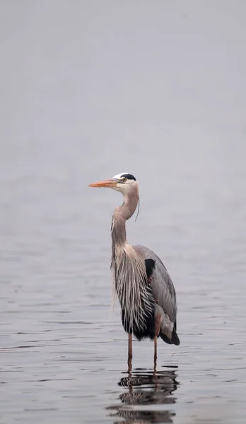 Great blue heron Ardea herodias in the wetland — Stock Photo, Image