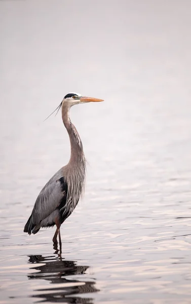 Great blue heron Ardea herodias in the wetland — Stock Photo, Image