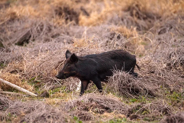 Дикие свиньи Sus scrofa корм для еды в водно-болотных угодьях — стоковое фото