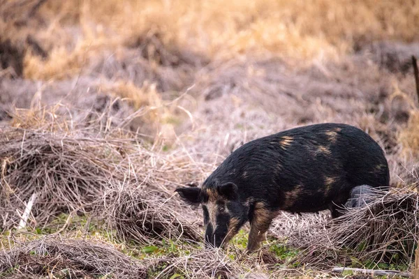 Wilde zwijnen Sus scrofa foerageren naar voedsel in het wetland — Stockfoto
