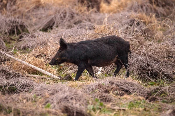 Wilde zwijnen Sus scrofa foerageren naar voedsel in het wetland — Stockfoto