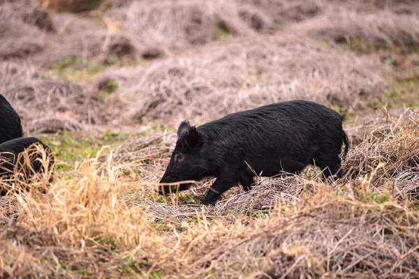 Porcos selvagens Sus scrofa forragem para alimentação na zona húmida — Fotografia de Stock