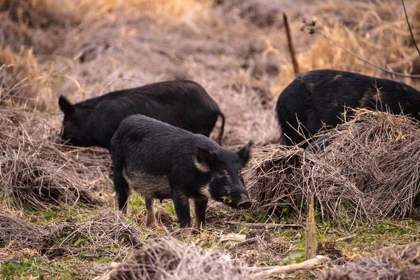 Cerdos salvajes Sus scrofa forraje para la alimentación en el humedal — Foto de Stock