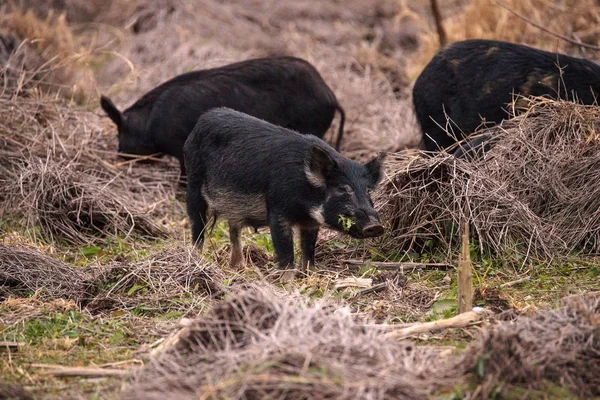 Cerdos salvajes Sus scrofa forraje para la alimentación en el humedal — Foto de Stock