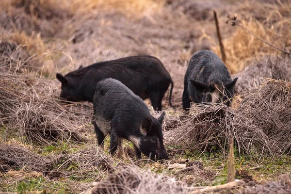 Wild pigs Sus scrofa forage for food in the wetland — Stock Photo, Image