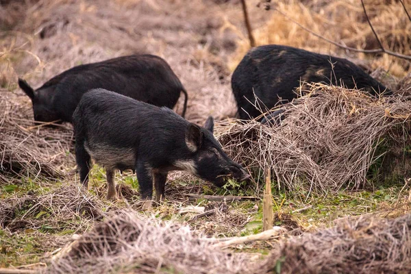 Cerdos salvajes Sus scrofa forraje para la alimentación en el humedal — Foto de Stock