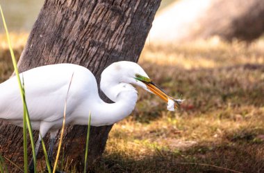 Büyük ak balıkçıl Ardea alba göller Park'ta bir bataklık