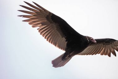 Hindi akbabası cathartes aura