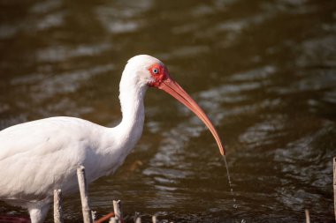 Amerikan beyaz Ibis Eudocimus albus için gıda hayvanlar için yem