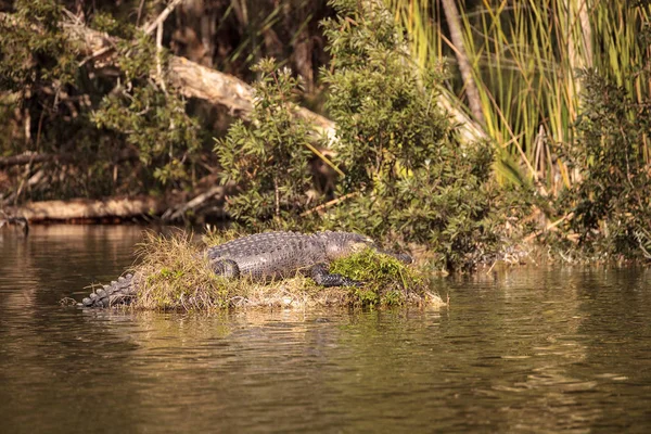 Amerikanischer Alligator mississippiensis sonnt sich auf einem s — Stockfoto