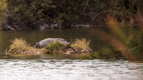 Amerikaanse alligator Alligator mississippiensis zonnen zelf op een s — Stockfoto